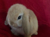 Adorable Pure Mini Lop Rabbits