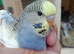 Young budgies