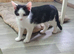 4 male kittens, 2 black, 2 black and white