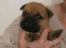 Rare breed English bull chows