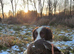 Springer spaniel pups