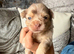 Chihuahua puppies Merle female and Merle male