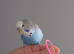 Hand tame pair of sister budgies and cage