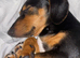 Woody miniature dachshund