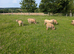 Southdown x Ryeland
