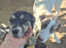 Rescue mix terrier, 7 months old,neutered
