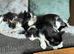 Ready for there forever homes