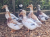 Trios Crested Miniature Appleyard Ducks aka Crested Bantam Ducks