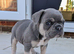 French bulldog puppies Kennel Club registered