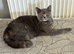 1Beautiful Young BSH female cat