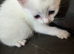 Beautiful white male kitten