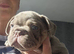 French bulldog s black tan.