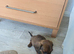 Miniature dachshunds