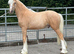 Palomino colt make 15h/15.1