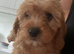 CAVAPOO puppies last boy available
