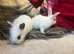 Dwraf bunnies for sale