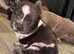 Beautiful Merle chow chow puppies