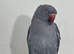 Indian Ringneck Grey & Blue Rare Colour 6 Months Old