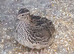 Female quail