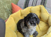 Miniature Poodle Puppies (Blue Merl & Black)
