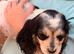 Cocker spaniel