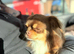 Longhaired chocolate and tan chihuahua
