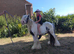 2 year old miniature cob