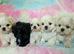 Maltese X Imperial Shih Tzu puppies