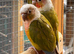 Proven pair pineapple conures