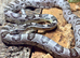Adult Anery Corn Snake at Birmingham Reptiles