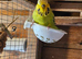Pet Budgies