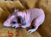Skinny pig babies boys and girls.