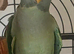 Alexandrian Parrot