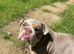 KC registered English bulldog pups