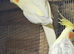 Female cockatiels