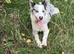 Border Collie Male