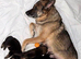 Working Line German Shepherd Puppies