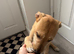 Wheaton bullgreyhound