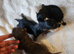 Chihuahua puppies