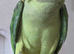 My parrot for sale with cage