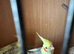 A pair of cockatiels for sale