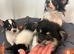 Pomchi puppy