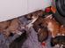 Lurcher puppies 2 boys left