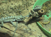 Bearded dragons baby