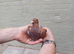 Chocolate Melueman cock 2026