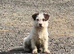 Last boy pup