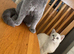 STUNNING PURE BRITISH SHORTHAIR!