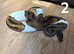 Multiple Royal Pythons For Sale