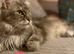 Beautiful female maincoon x