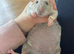 Newborn Baby Rats (Rex Dumbo - Russian Blue Double Rex cross Siamese Dumbo)